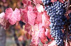 immagine Lambrusco Grasparossa di Castelvetro