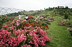 immagine Museo Giardino della Rosa Antica di Montagnana