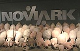 Parco Archeologico Novi Ark