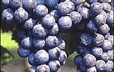 Lambrusco di Sorbara 