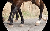 Itinerari Turistici Rurali a cavallo